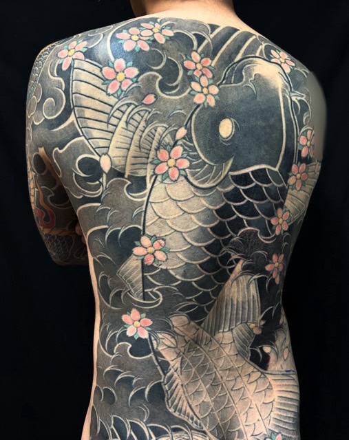 登り鯉・桜花(額彫り)の刺青、和彫り(Japanese Tattoo・タトゥー)の画像